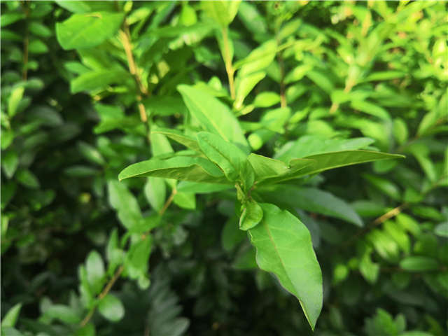 沭陽(yáng)長(zhǎng)景園林水蠟種植基地實(shí)拍圖片 沭陽(yáng)長(zhǎng)景園林水蠟種植基地實(shí)拍圖片