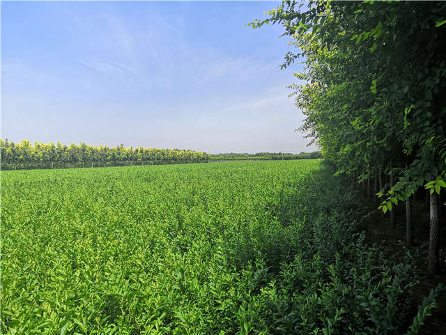 沭陽(yáng)長(zhǎng)景園林水蠟種植基地實(shí)拍圖片 沭陽(yáng)長(zhǎng)景園林水蠟種植基地實(shí)拍圖片