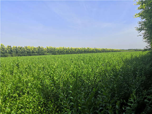 沭陽(yáng)長(zhǎng)景園林水蠟種植基地實(shí)拍圖片 沭陽(yáng)長(zhǎng)景園林水蠟種植基地實(shí)拍圖片