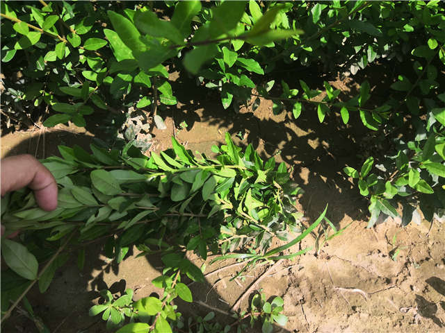 沭陽(yáng)長(zhǎng)景園林水蠟種植基地實(shí)拍圖片 沭陽(yáng)長(zhǎng)景園林水蠟種植基地實(shí)拍圖片