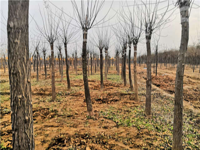 沭陽長景園林高接金葉槐種植基地實(shí)拍圖片 沭陽長景園林高接金葉槐種植基地實(shí)拍圖片