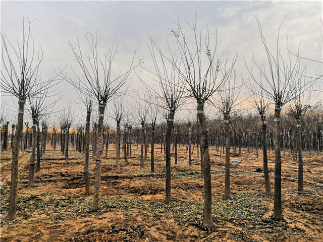 沭陽長景園林高接金葉槐種植基地實(shí)拍圖片 沭陽長景園林高接金葉槐種植基地實(shí)拍圖片