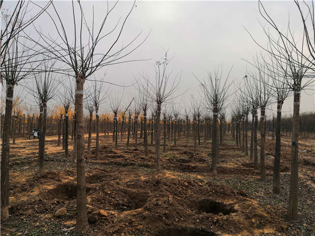 沭陽長景園林高接金葉槐種植基地實(shí)拍圖片 沭陽長景園林高接金葉槐種植基地實(shí)拍圖片