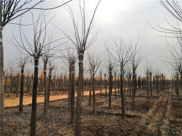 沭陽長景園林高接金葉槐種植基地實(shí)拍圖片 沭陽長景園林高接金葉槐種植基地實(shí)拍圖片