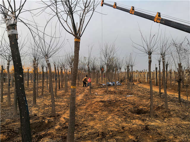 沭陽長景園林高接金葉槐種植基地實(shí)拍圖片 沭陽長景園林高接金葉槐種植基地實(shí)拍圖片