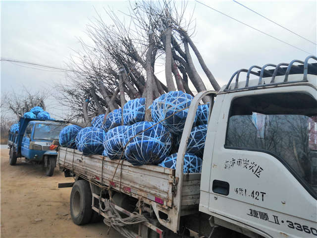 沭陽長景園林高接金葉槐種植基地實(shí)拍圖片 沭陽長景園林高接金葉槐種植基地實(shí)拍圖片