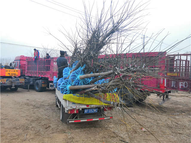 沭陽長景園林高接金葉槐種植基地實(shí)拍圖片 沭陽長景園林高接金葉槐種植基地實(shí)拍圖片
