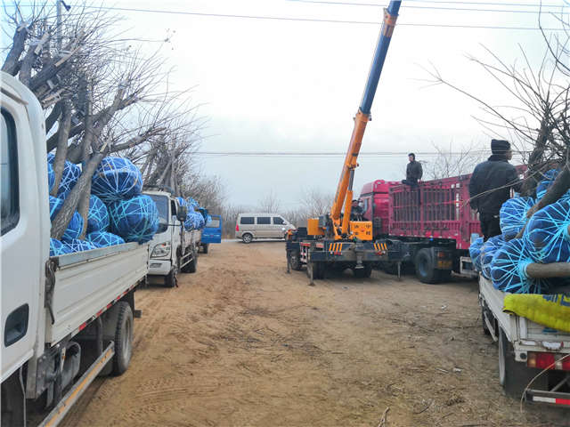 沭陽長景園林高接金葉槐種植基地實(shí)拍圖片 沭陽長景園林高接金葉槐種植基地實(shí)拍圖片