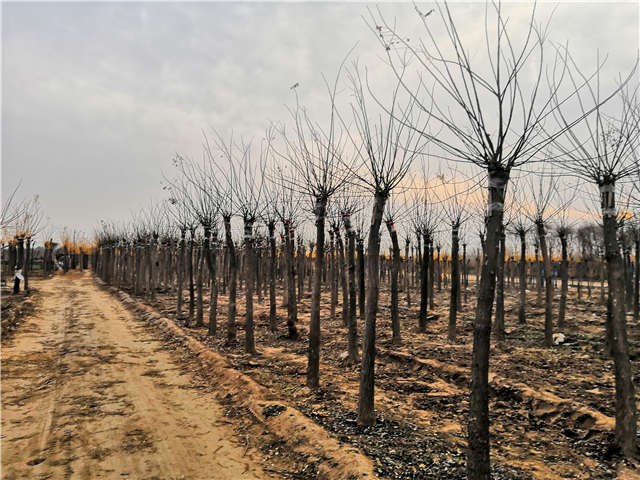 沭陽長景園林高接金葉槐種植基地實(shí)拍圖片 沭陽長景園林高接金葉槐種植基地實(shí)拍圖片