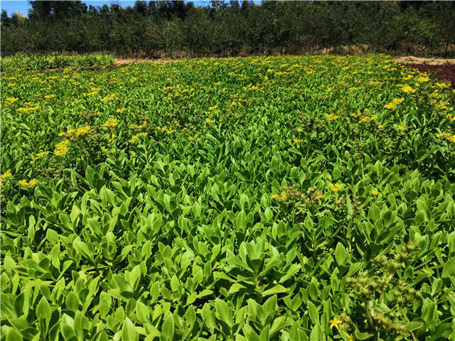 沭陽(yáng)長(zhǎng)景園林三七景天種植基地實(shí)拍圖片