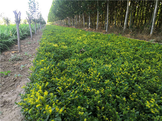 沭陽(yáng)長(zhǎng)景園林三七景天種植基地實(shí)拍圖片