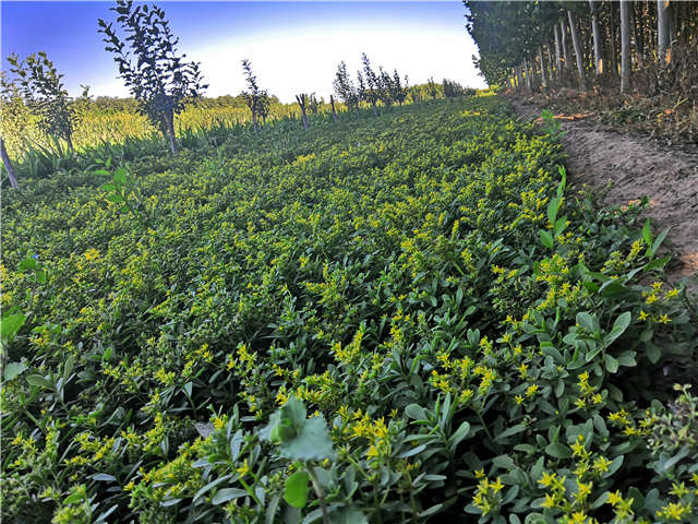 沭陽(yáng)長(zhǎng)景園林三七景天種植基地實(shí)拍圖片