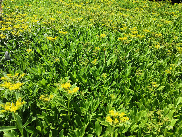 沭陽(yáng)長(zhǎng)景園林三七景天種植基地實(shí)拍圖片
