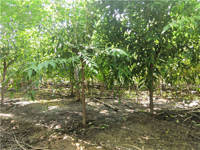 沭陽(yáng)長(zhǎng)景園林山桃種植基地實(shí)拍圖片
