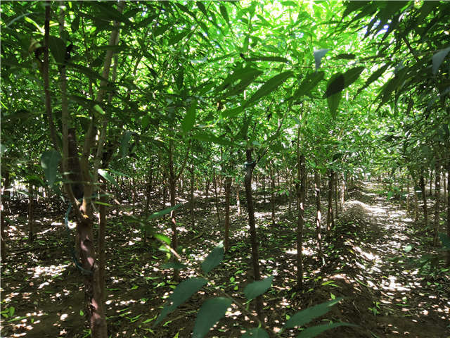 沭陽(yáng)長(zhǎng)景園林山桃種植基地實(shí)拍圖片