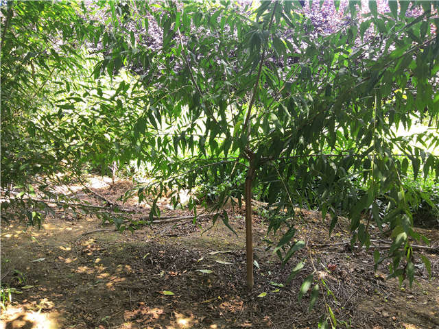 沭陽(yáng)長(zhǎng)景園林山桃種植基地實(shí)拍圖片