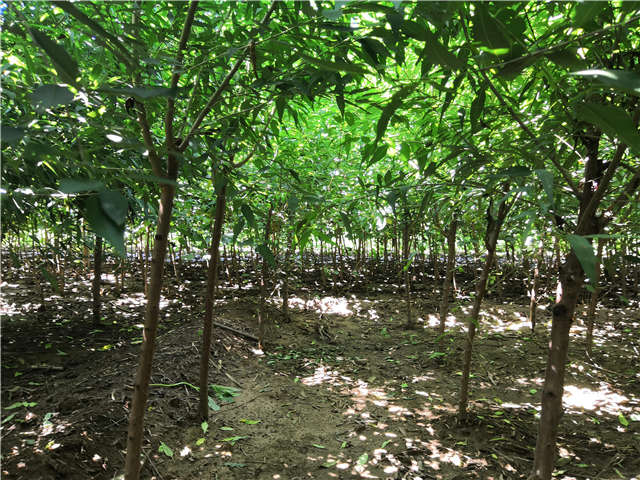 沭陽(yáng)長(zhǎng)景園林山桃種植基地實(shí)拍圖片