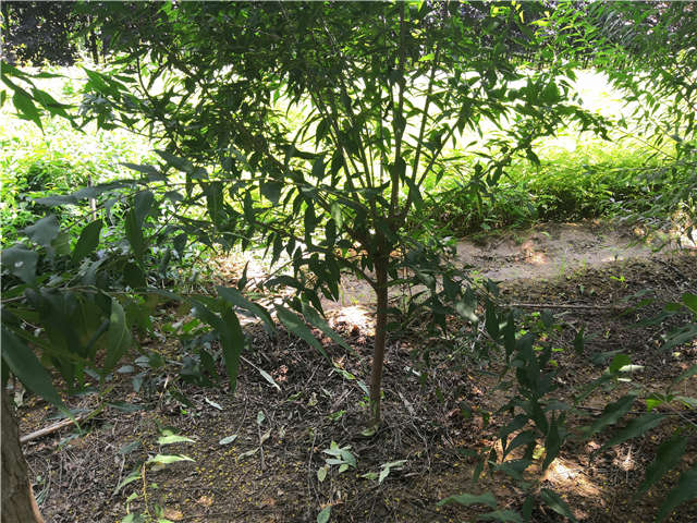 沭陽(yáng)長(zhǎng)景園林山桃種植基地實(shí)拍圖片