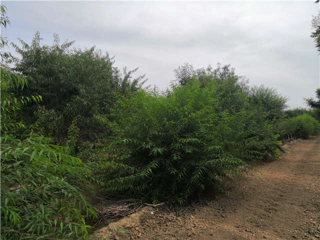 沭陽(yáng)長(zhǎng)景園林山桃種植基地實(shí)拍圖片