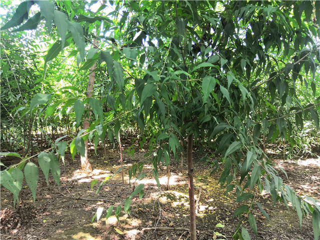 沭陽(yáng)長(zhǎng)景園林山桃種植基地實(shí)拍圖片