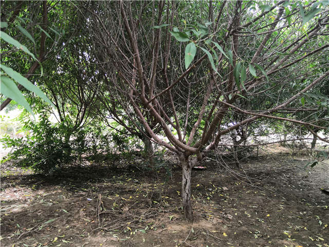 沭陽(yáng)長(zhǎng)景園林山桃種植基地實(shí)拍圖片