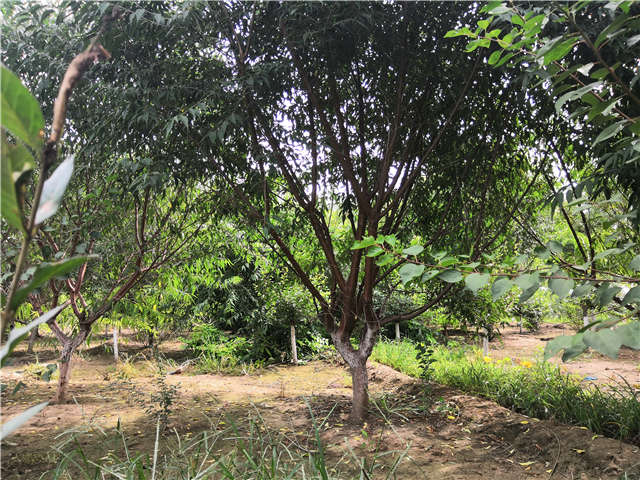 沭陽(yáng)長(zhǎng)景園林山桃種植基地實(shí)拍圖片