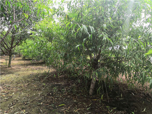 沭陽(yáng)長(zhǎng)景園林山桃種植基地實(shí)拍圖片