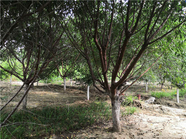 沭陽(yáng)長(zhǎng)景園林山桃種植基地實(shí)拍圖片