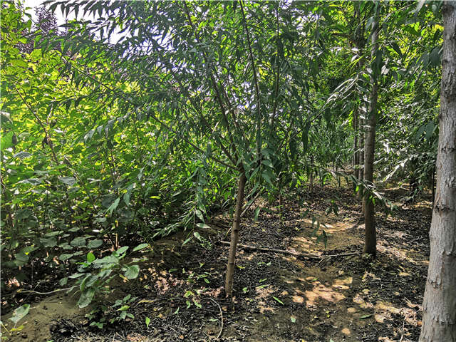 沭陽(yáng)長(zhǎng)景園林山桃種植基地實(shí)拍圖片