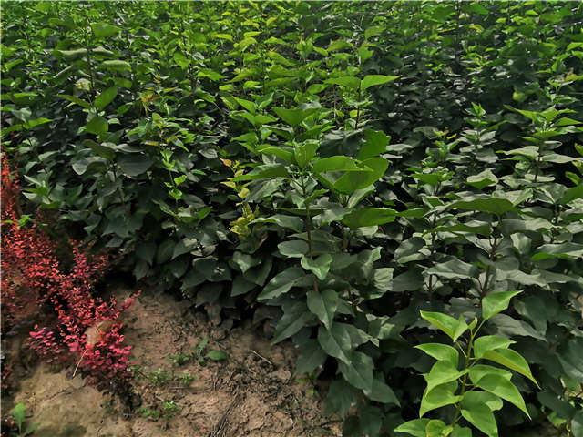 沭陽長景園林紫丁香種植基地實拍圖片
