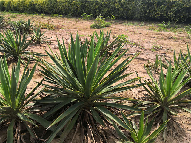 沭陽長景園林劍麻種植基地實拍圖片