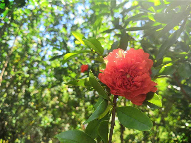 沭陽(yáng)長(zhǎng)景園林花石榴種植基地實(shí)拍圖片