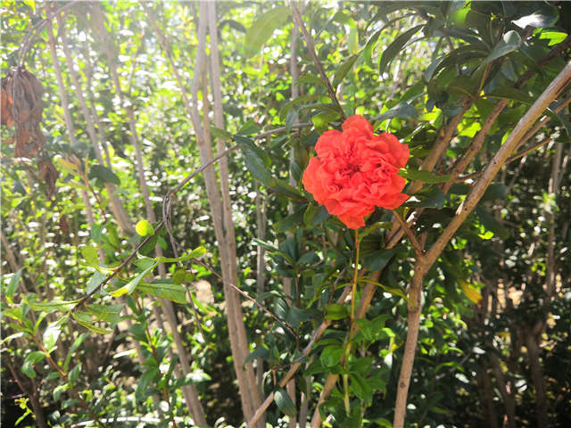 沭陽(yáng)長(zhǎng)景園林花石榴種植基地實(shí)拍圖片
