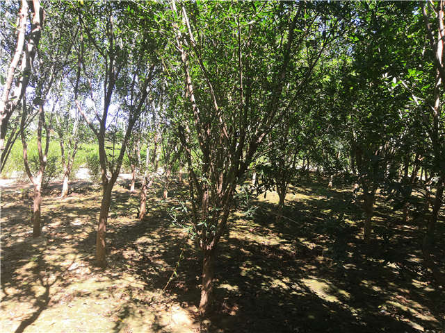 沭陽(yáng)長(zhǎng)景園林花石榴種植基地實(shí)拍圖片
