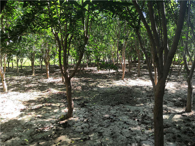 沭陽(yáng)長(zhǎng)景園林花石榴種植基地實(shí)拍圖片