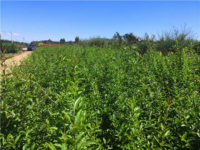 沭陽(yáng)長(zhǎng)景園林花石榴種植基地實(shí)拍圖片