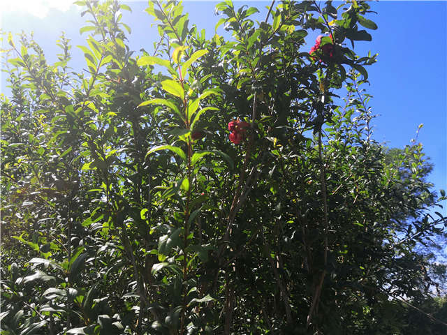 沭陽(yáng)長(zhǎng)景園林花石榴種植基地實(shí)拍圖片