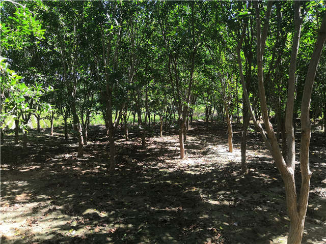 沭陽(yáng)長(zhǎng)景園林花石榴種植基地實(shí)拍圖片