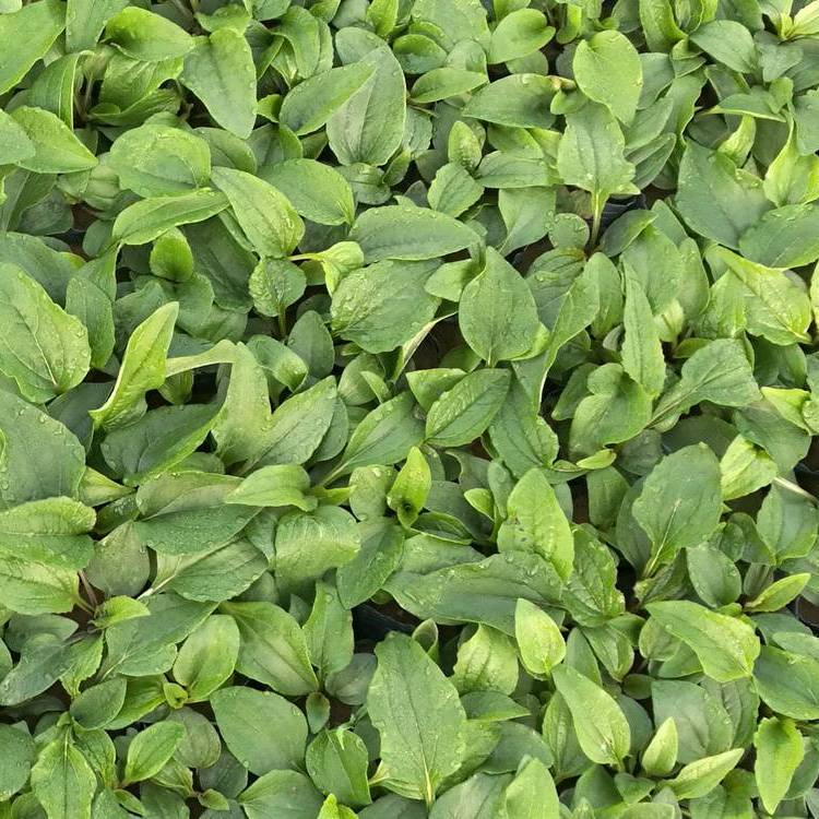 紫錐菊 來自長景園林 紫錐菊 來自長景園林