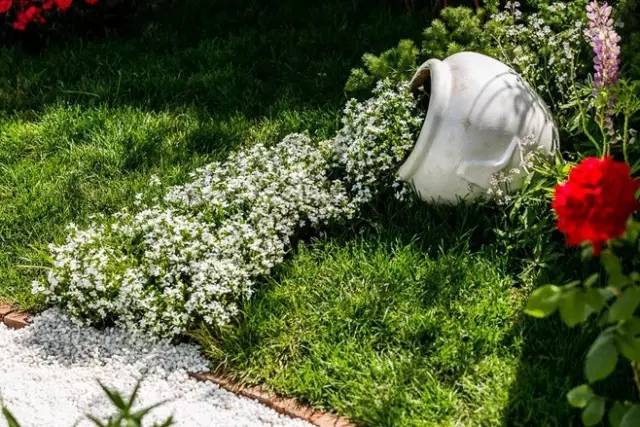 花鏡植物