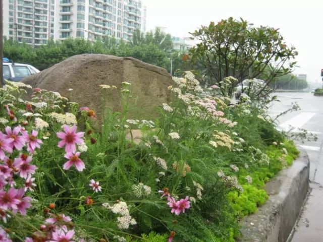 花鏡植物
